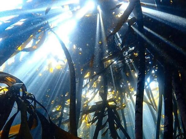 Snorkelling and diving holiday, South Africa
