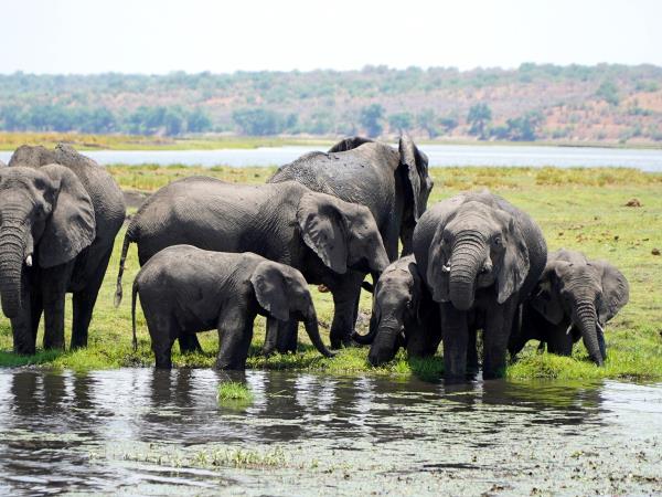 Chobe and Victoria Falls adventure holiday, Botswana