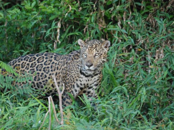 Brazil wildlife and walking holiday