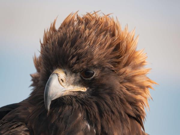 Western Mongolia tour, the Altai mountains & eagles