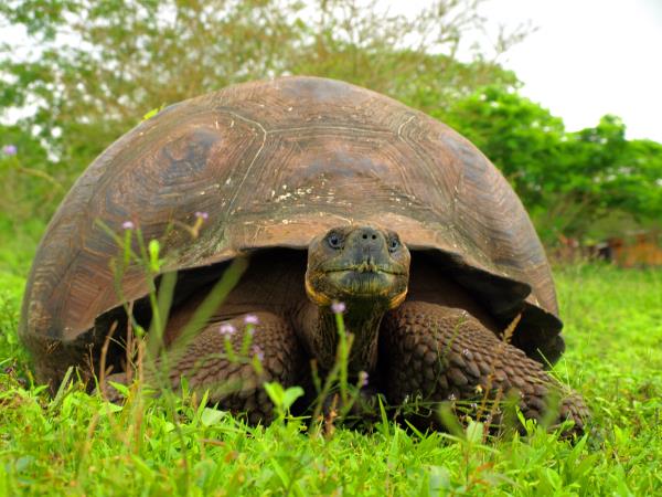 Galapagos wildlife holiday, land based