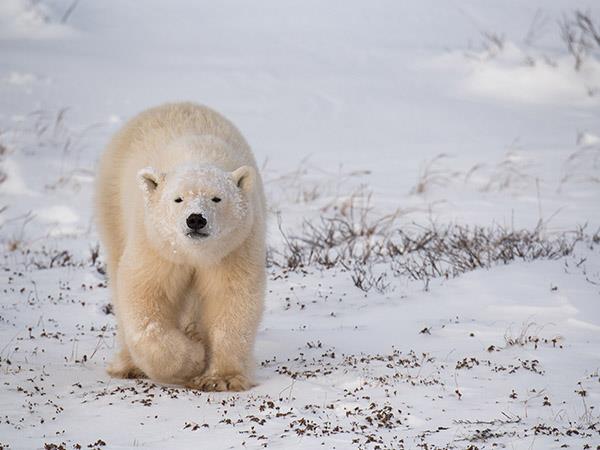 Churchill polar bear watching tour