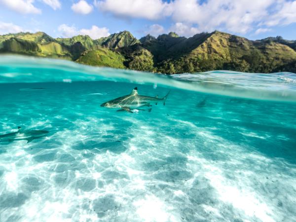 French Polynesia luxury villa & catamaran cruise holiday
