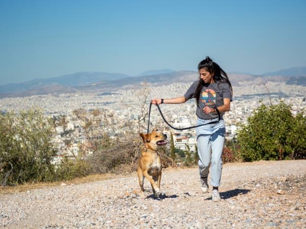 Street animal volunteering holiday in Greece