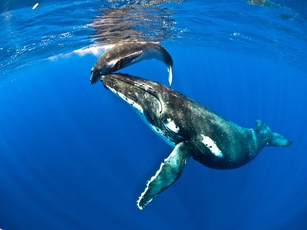 Swim with whales in the South Pacific