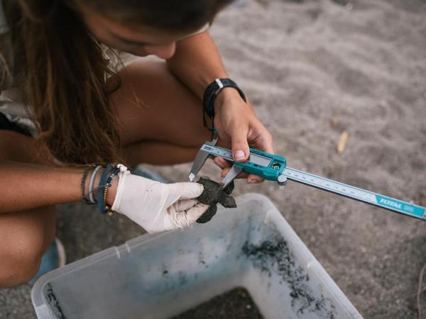 Volunteer with sea turtles in Costa Rica