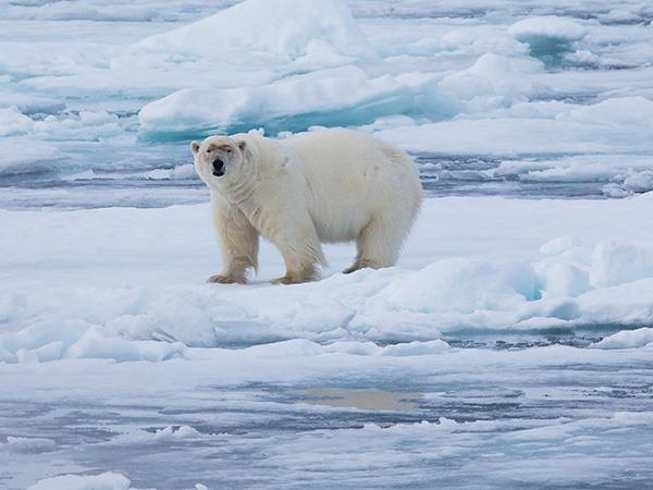 Highlights of Spitsbergen holiday