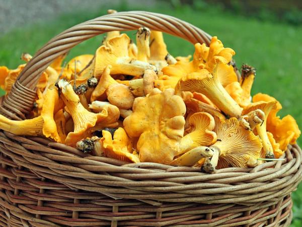 Swedish Lapland luxury food short break