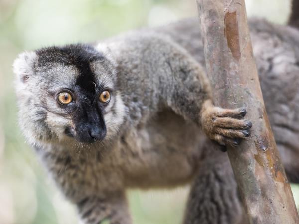 Madagascar north coast nature holiday