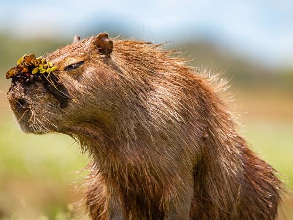 Wild Argentina holiday, tailor made