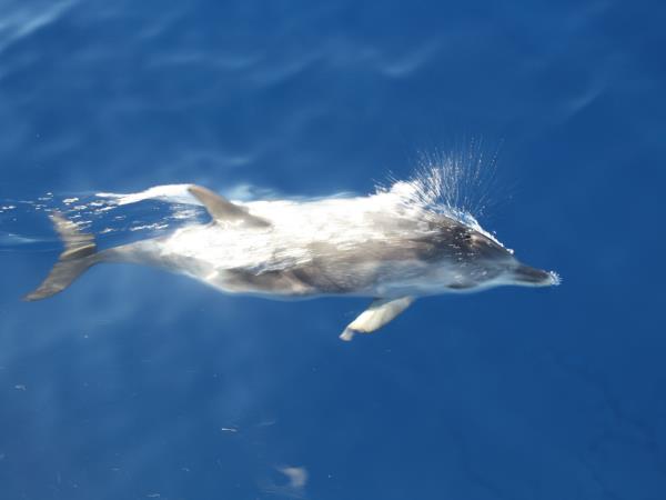 Azores sailing holiday, Central Islands