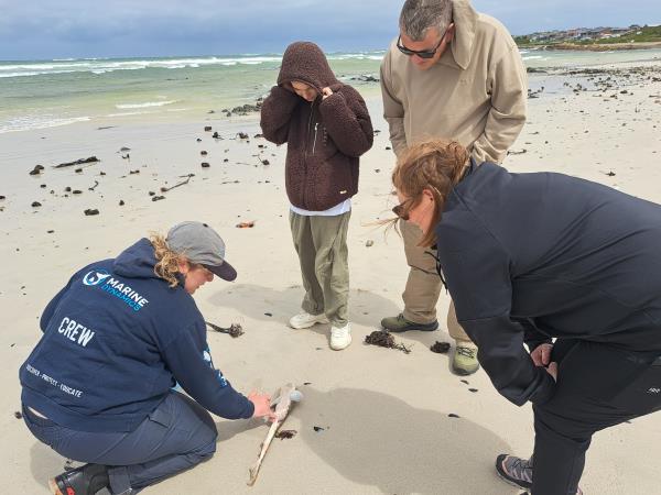Family marine volunteering, South Africa