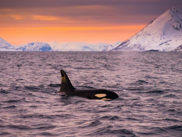 Whale watching and Northern Lights sailing holiday in Norway
