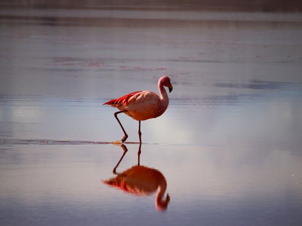 Northern Chile, Bolivia & Peru holiday