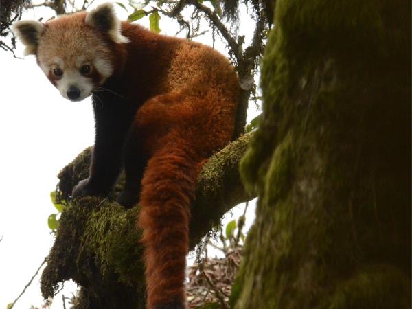 Red Panda and bird tour in India