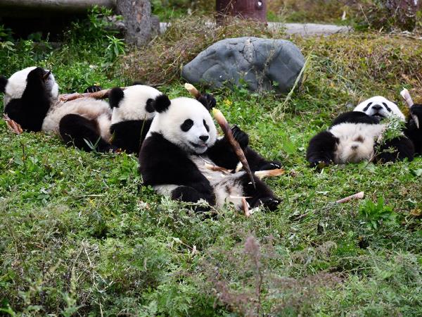 Festivals in China holiday