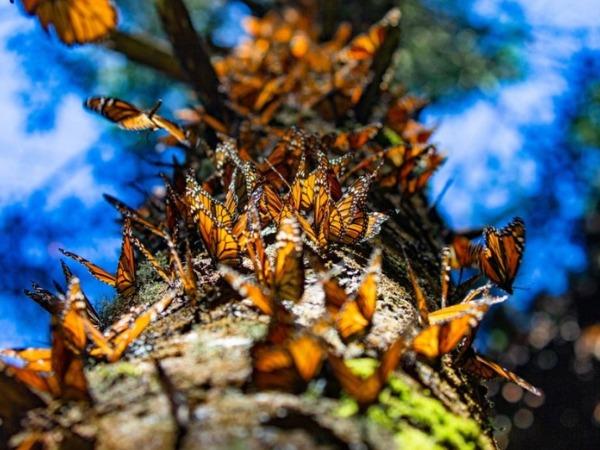Monarch butterfly migration holiday, Mexico