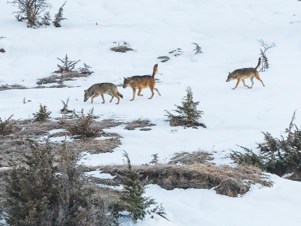 Wolf Tracking holiday in Central Appenines, Italy