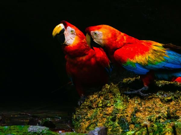 Amazon and Galapagos holiday, Ecuador
