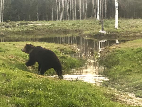 Estonia wildlife holiday, small group