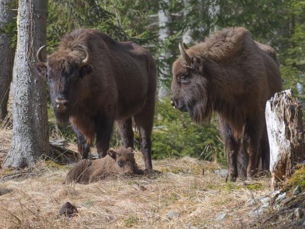 Carpathian Mountains wildlife holiday, Romania
