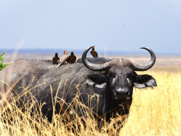 Tanzania green season safari holiday