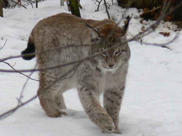 Transylvania wildlife holiday, lynx watching and tracking