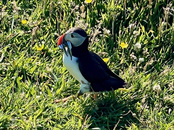 Scotland cruise, islands, whirlpools & puffins