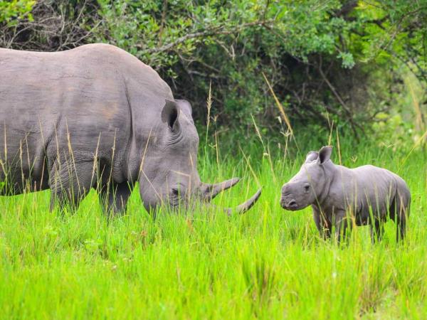 Rhino conservation and safari holiday, Uganda