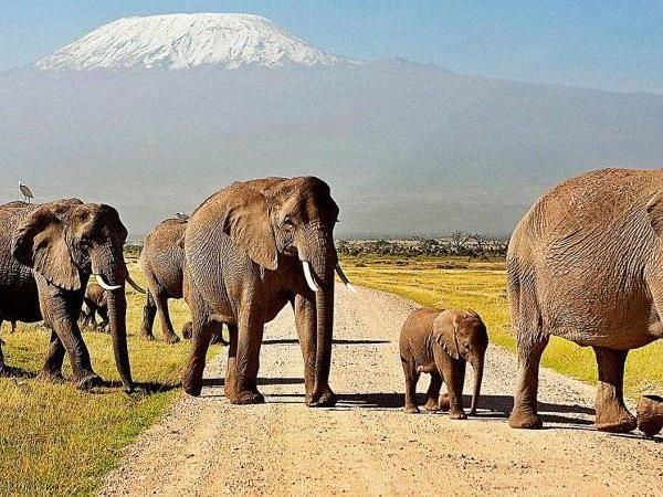 Amboseli and Tsavo safari holiday, Kenya