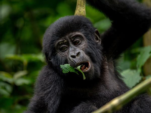 Rwanda Gorilla safari, game & forests 