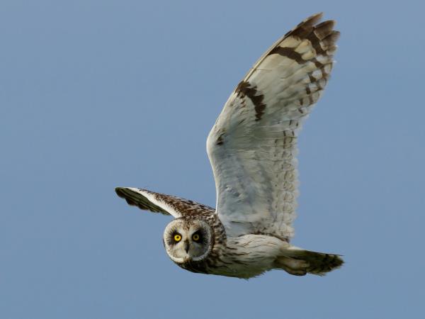 Outer Hebrides wildlife holiday, Scotland