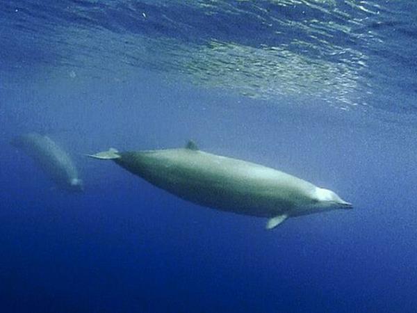 Pico rare whale watching holiday, Azores