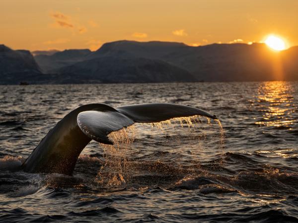 Norwegian fjords whale watching holiday