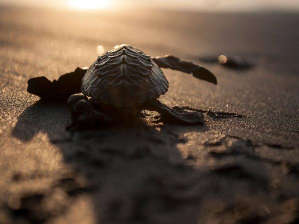 Turtle conservation holiday in Costa Rica