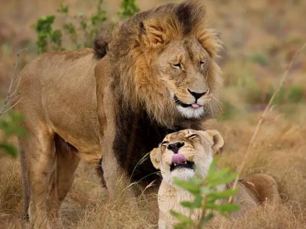 Big cat rescue holiday, South Africa