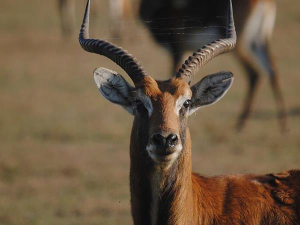 Malawi wildlife and beach holiday