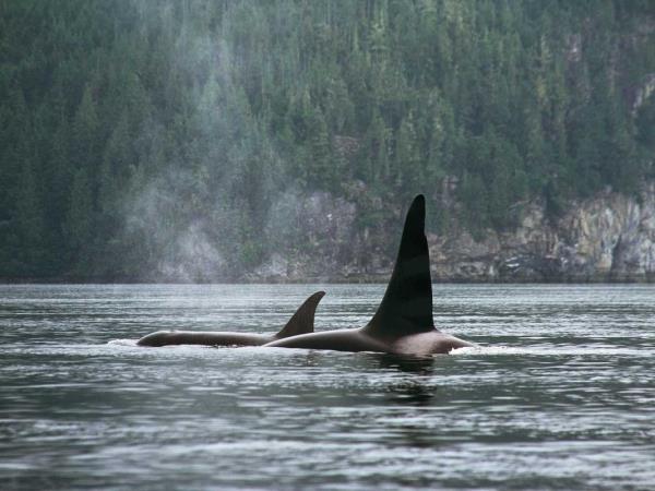 British Colombia self drive wildlife holiday