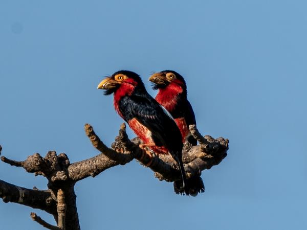 Gambia bird watching tours