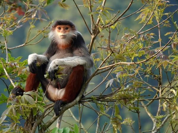 Vietnam rare primates tour