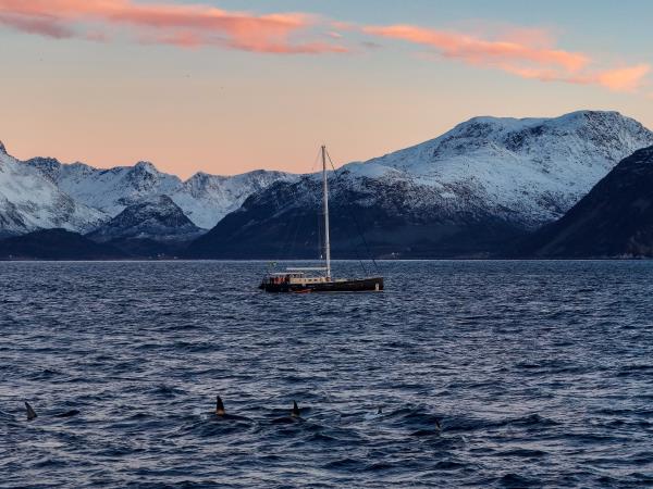 Swimming with whales holiday in Norway