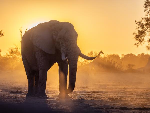 Okavango Delta exclusive group holiday