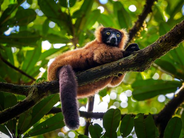 Masoala Peninsula wildlife holiday, Madagascar