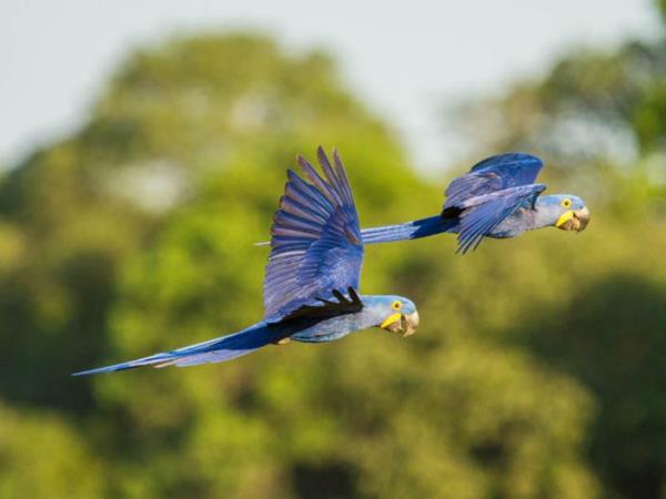 Brazil luxury nature holiday