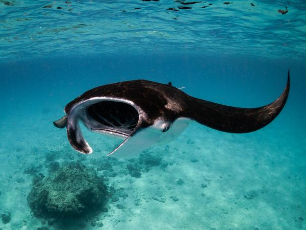 Maldives marine conservation cruising holiday