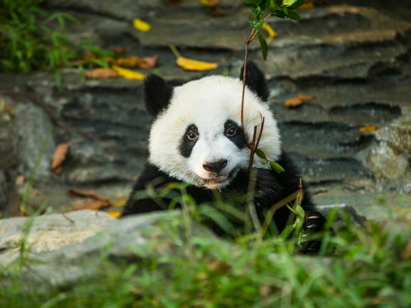 China & Tibet holiday, tailor made