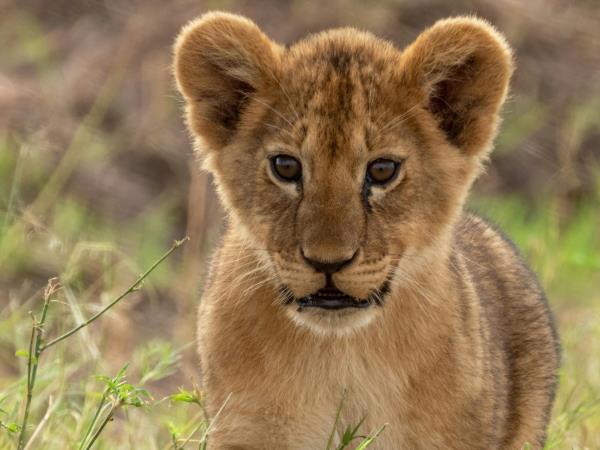 Tanzania safari and Zanzibar beach holiday