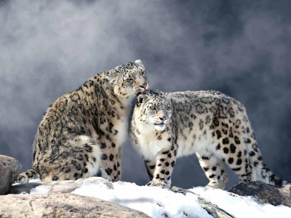 Snow leopard tracking holiday, Spiti Valley
