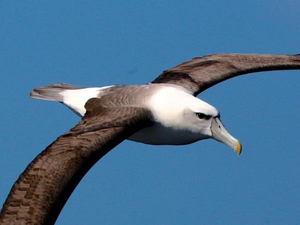 Tasmania bird watching holiday, Australia
