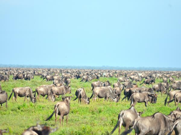 Serengeti luxury short safari holiday
